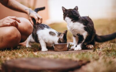 What Is an Automatic Pet Feeder and How Does It Work