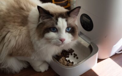 How Does an Automatic Pet Feeder Work