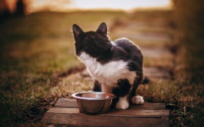 How to Use an Automatic Pet Feeder