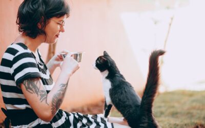 How to Program an Automatic Pet Feeder