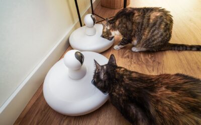 How Often Should an Automatic Pet Feeder Dispense Food