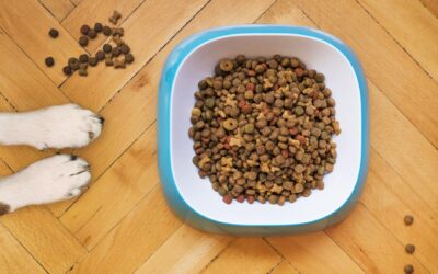 What Size Kibble Works in Automatic Feeders? A Complete Guide