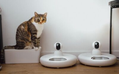 Can Automatic Feeders Dispense Wet Food?