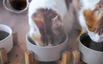 Can Automatic Feeders Dispense Raw Food? The Reality of Raw Diets and Auto Feeders