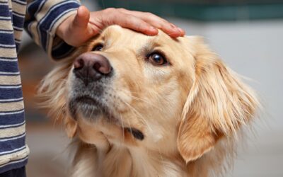 Are Automatic Pet Feeders Safe? What You Need to Know