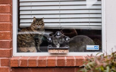 Are Automatic Feeders Good for Cats? Benefits, Risks, and What You Need to Know