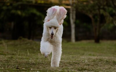 Are Automatic Feeders Good for Dogs? Benefits, Risks, and How to Decide