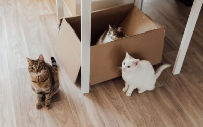 Can Multiple Pets Share an Automatic Feeder