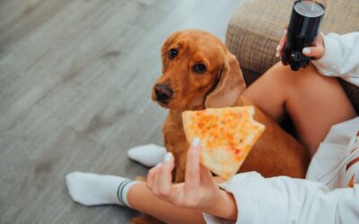 How to Stop One Pet From Stealing Food